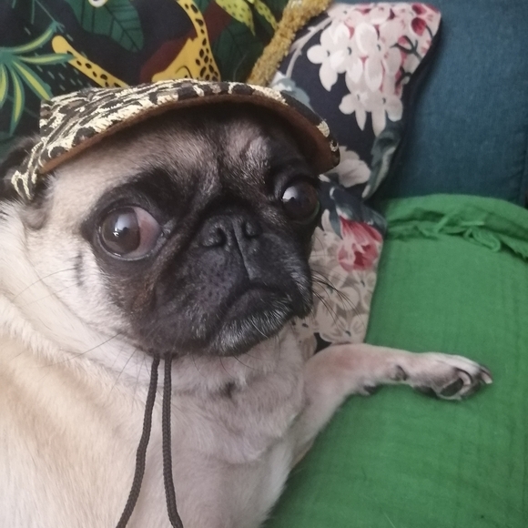 Two Medium hats and a wig for dogs - Picture 10 of 11